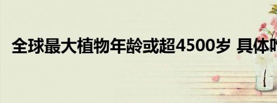 全球最大植物年龄或超4500岁 具体咋回事