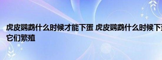 虎皮鹦鹉什么时候才能下蛋 虎皮鹦鹉什么时候下蛋如何促进它们繁殖 