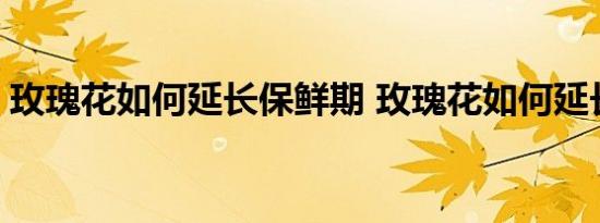 玫瑰花如何延长保鲜期 玫瑰花如何延长保鲜 