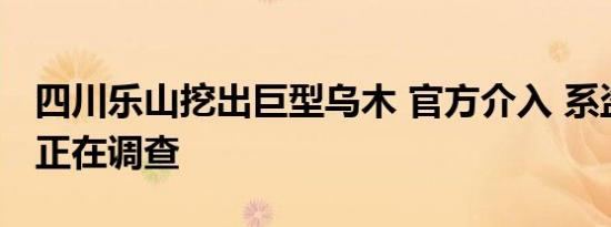 四川乐山挖出巨型乌木 官方介入 系盗挖乌木正在调查