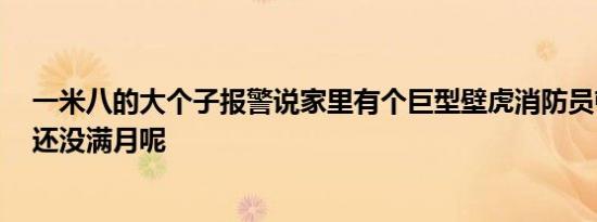 一米八的大个子报警说家里有个巨型壁虎消防员顿时无语：还没满月呢