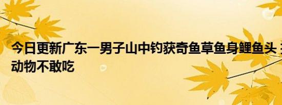 今日更新广东一男子山中钓获奇鱼草鱼身鲤鱼头 担心是保护动物不敢吃