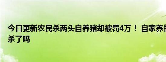 今日更新农民杀两头自养猪却被罚4万！ 自家养的猪也不能杀了吗