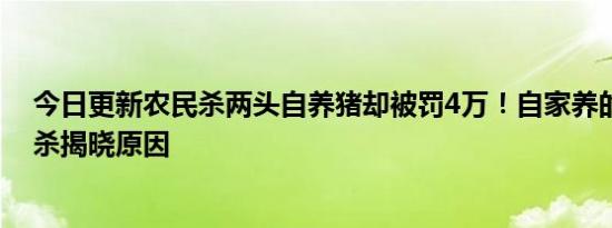 今日更新农民杀两头自养猪却被罚4万！自家养的猪也不能杀揭晓原因