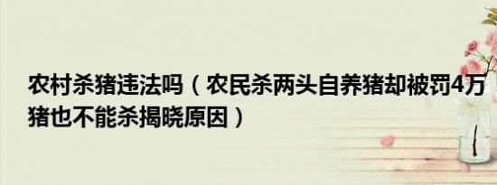 农村杀猪违法吗（农民杀两头自养猪却被罚4万！自家养的猪也不能杀揭晓原因）