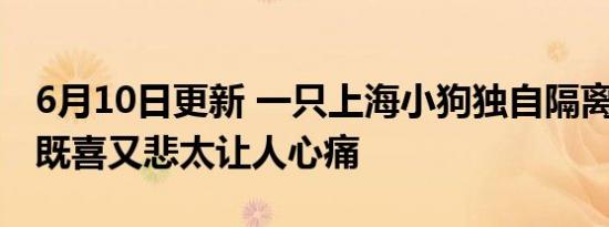 6月10日更新 一只上海小狗独自隔离的19天 既喜又悲太让人心痛