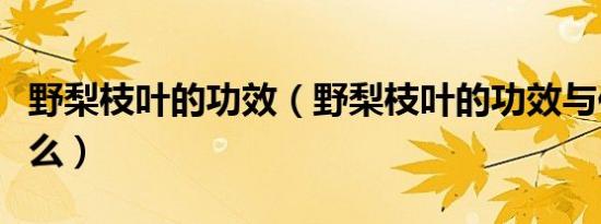 野梨枝叶的功效（野梨枝叶的功效与作用是什么）