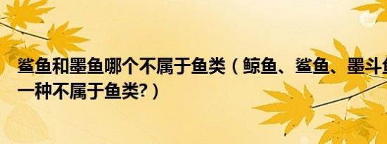 鲨鱼和墨鱼哪个不属于鱼类（鲸鱼、鲨鱼、墨斗鱼、鱿鱼哪一种不属于鱼类?）