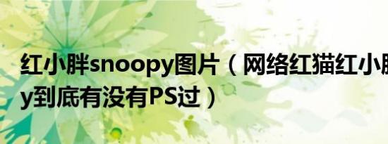 红小胖snoopy图片（网络红猫红小胖Snoopy到底有没有PS过）