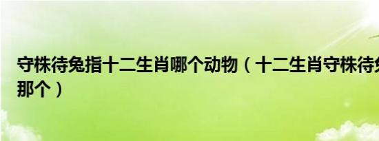 守株待兔指十二生肖哪个动物（十二生肖守株待兔的动物是那个）