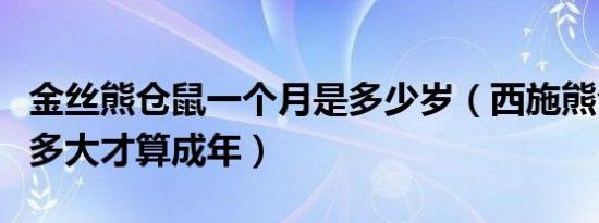 金丝熊仓鼠一个月是多少岁（西施熊仓鼠养到多大才算成年）