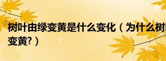 树叶由绿变黄是什么变化（为什么树叶会由绿变黄?）