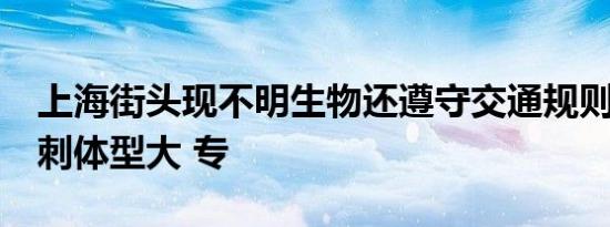 上海街头现不明生物还遵守交通规则?浑身长刺体型大 专