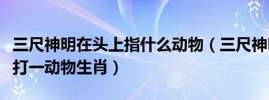 三尺神明在头上指什么动物（三尺神明在头上打一动物生肖）