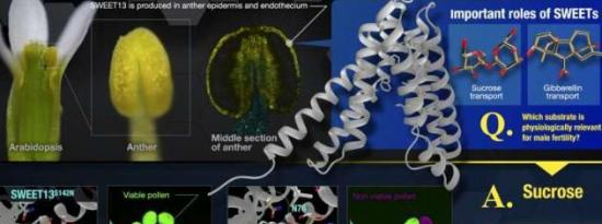 揭示糖和植物雄性生育能力基础激素的选择性运输