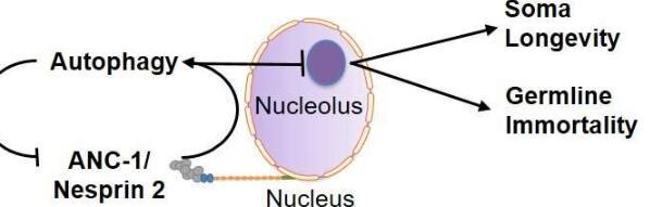 科学家发现了一种调节衰老和生育能力的新型细胞机制