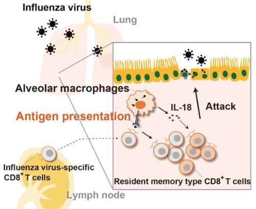 肺泡巨噬细胞帮助CD8+ T细胞抗病毒