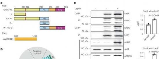 蛋白质Grb10为治疗肥胖症提供了一种潜在的新方法