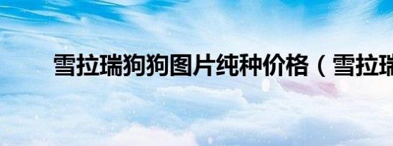 雪拉瑞狗狗图片纯种价格（雪拉瑞）