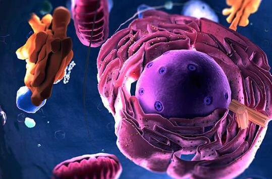物理学家发现细胞器随机爆发生长