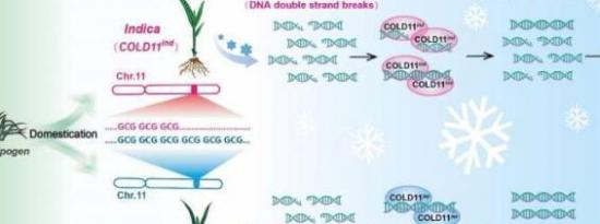 研究人员发现关键密码子重复调节水稻的耐寒性