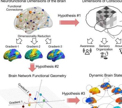 研究人员确定了表征意识状态的新方法