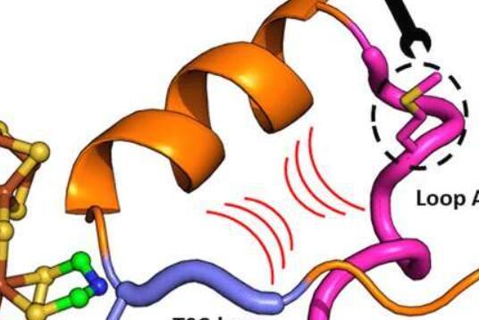 保护生物催化剂免受氧气影响