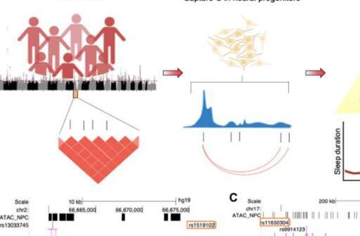 科学家在破译失眠遗传学方面取得进展