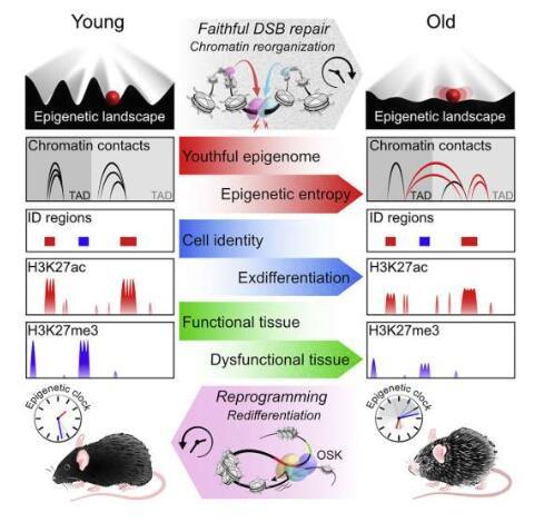 表观遗传信息的丢失会导致衰老 恢复可以逆转它