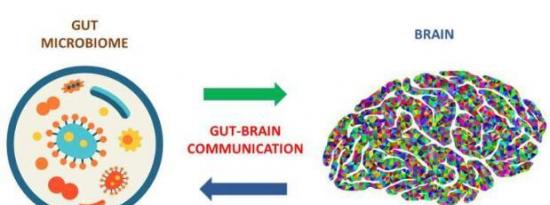 新颖而强大的工具用于揭示肠道微生物与大脑之间的交流