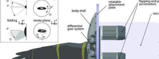 带羽毛的机器人机翼为扑腾无人机铺平了道路