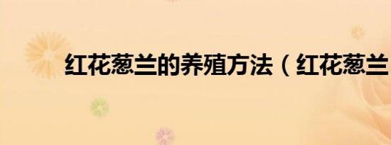 红花葱兰的养殖方法（红花葱兰）