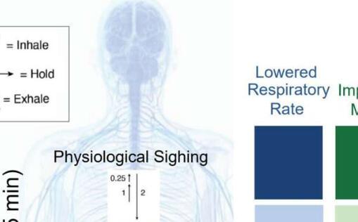 研究表明循环呼吸技巧比正念冥想更有效地减轻压力