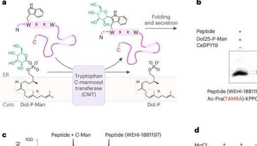 理解多细胞生物糖生物学的突破