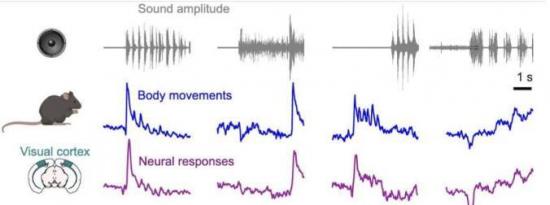 研究揭示了小鼠视觉皮层中声音诱发活动的起源