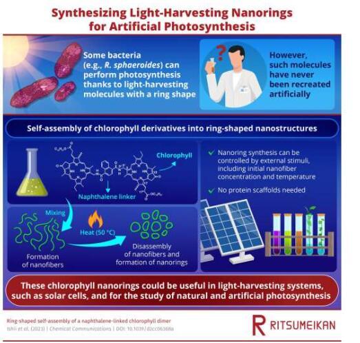 在光合细菌中重建天然光捕获纳米环