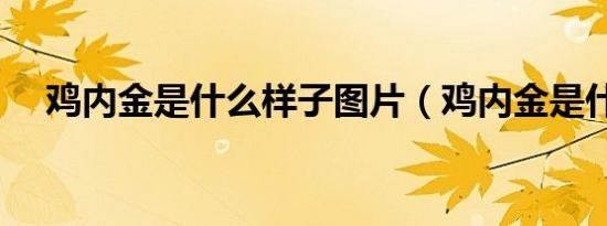 鸡内金是什么样子图片（鸡内金是什么）