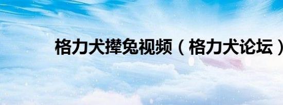 格力犬撵兔视频（格力犬论坛）