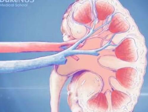 科学家在世界上首次再生患病的肾细胞