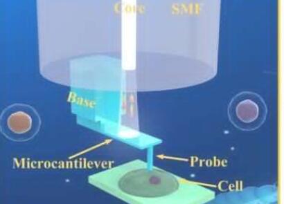 科学家发明3D打印纤维微探针 用于测量组织的体内生物力学特性