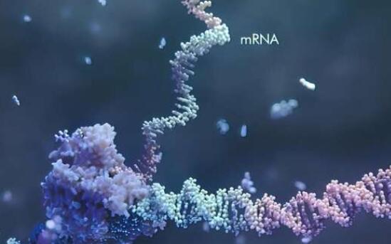 科学家发现RNA的关节在我们的基因表达中起着关键作用