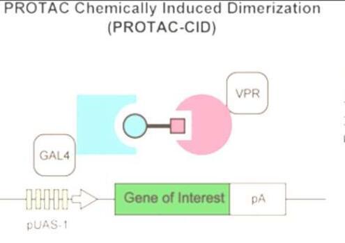 科学家重新设计抗癌药物 使其用途更广