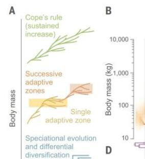 差异物种增殖可能是勃朗特斯体型进化增加的关键