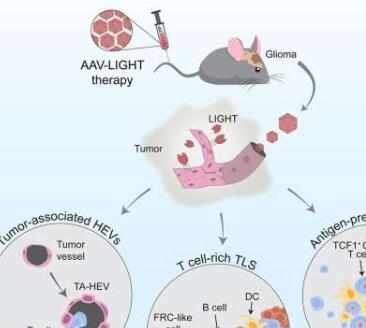 新疗法帮助免疫系统根除脑肿瘤
