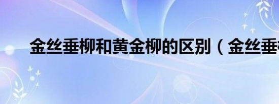 金丝垂柳和黄金柳的区别（金丝垂柳）