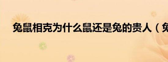 兔鼠相克为什么鼠还是兔的贵人（兔鼠）