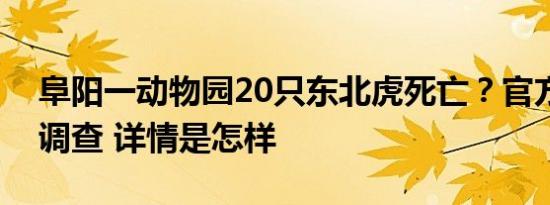 阜阳一动物园20只东北虎死亡？官方：全面调查 详情是怎样