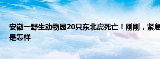 安徽一野生动物园20只东北虎死亡！刚刚，紧急关闭 详情是怎样