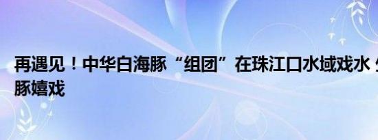 再遇见！中华白海豚“组团”在珠江口水域戏水 生态向好群豚嬉戏