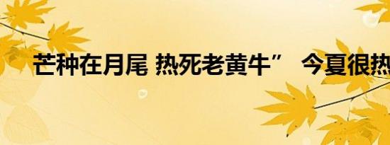 芒种在月尾 热死老黄牛” 今夏很热吗？